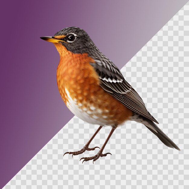 Robin isolated on transparent background