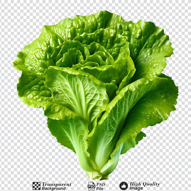 romaine lettuce isolated on transparent background