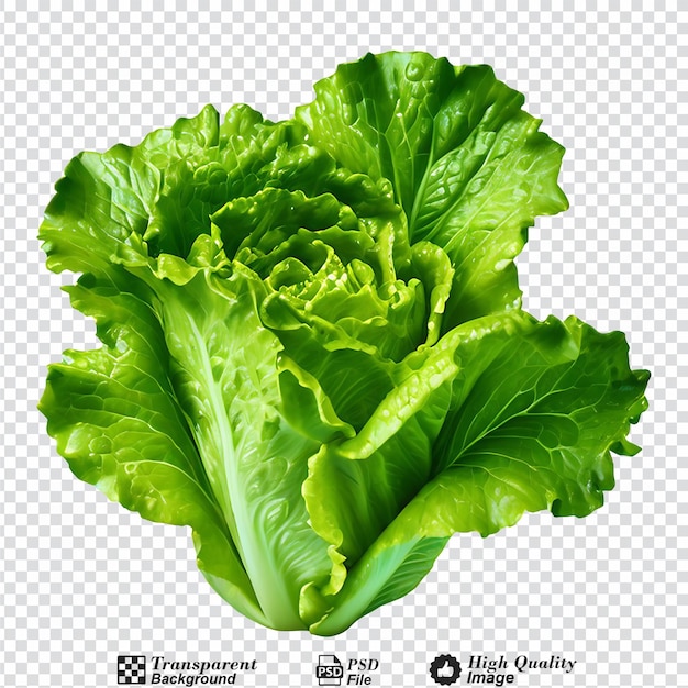 romaine lettuce isolated on transparent background