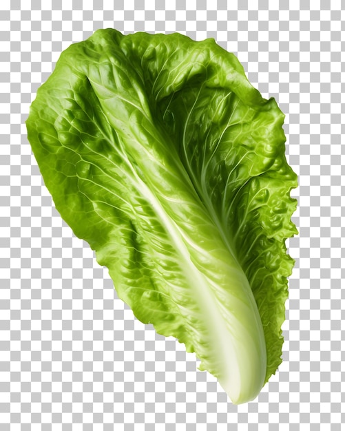 Romaine lettuce isolated on white and transparent background png