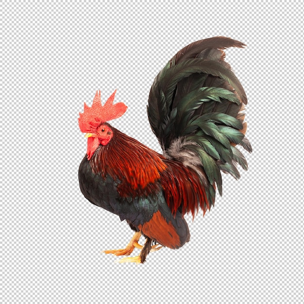 PSD a rooster with a black tail and black feathers is standing in front of a white background.