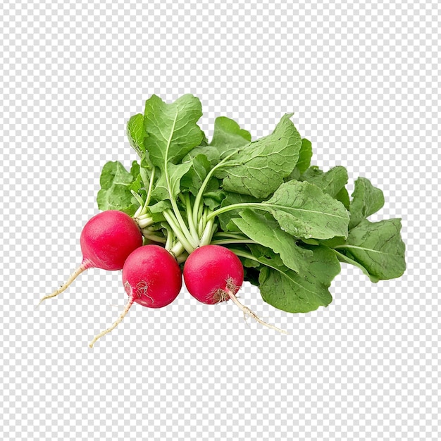 Root Vegetables isolated on transparent background cut out