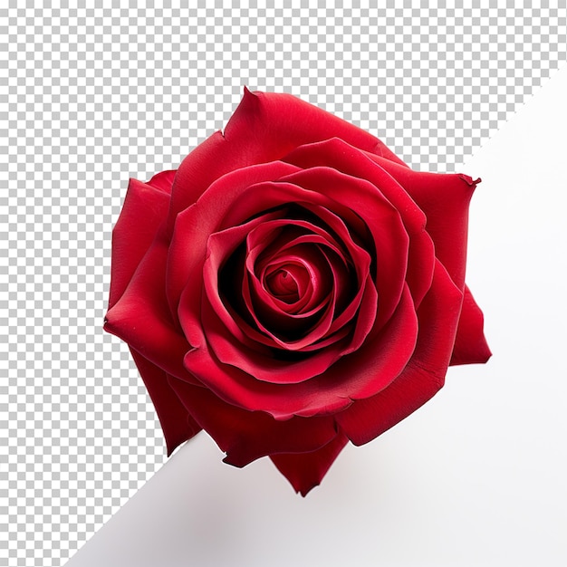 Rose flower isolated on transparent background