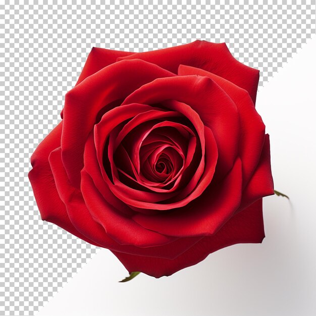 Rose flower isolated on transparent background