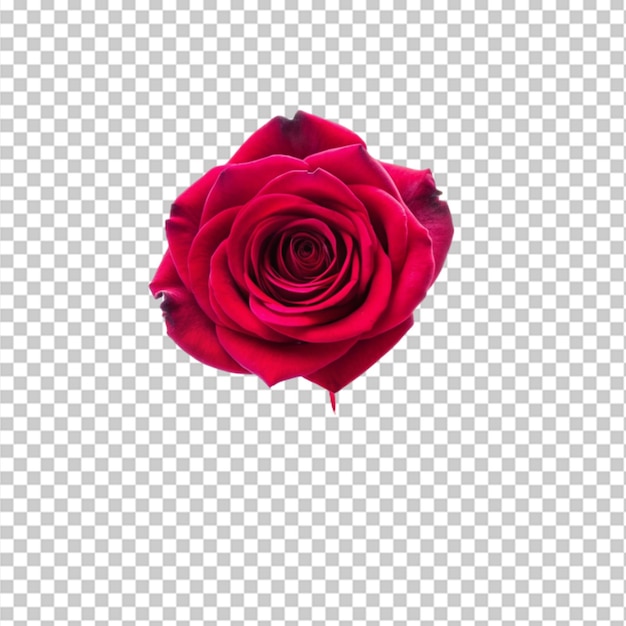 PSD rose flower png isolated on transparent background