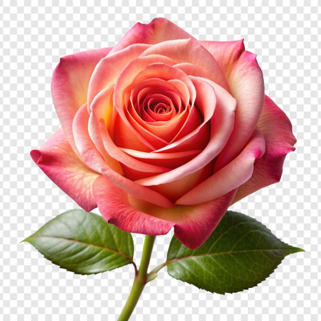 Rose flower png isolated on transparent background