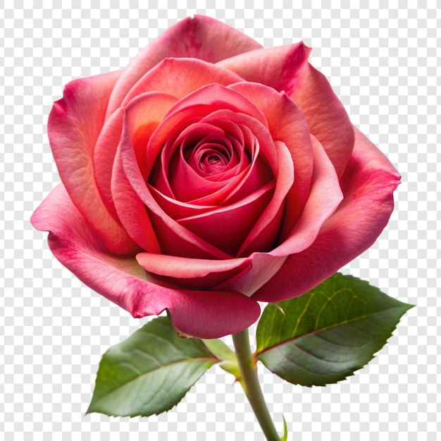 PSD rose flower png isolated on transparent background