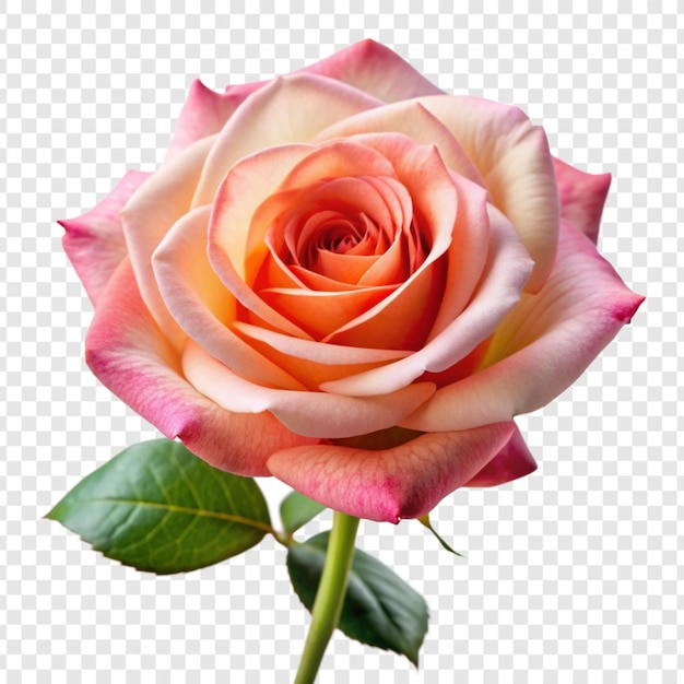 Rose flower png isolated on transparent background