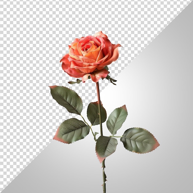 Rose flower png