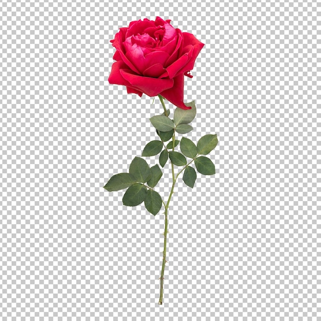 Rose flower stem isolated rendering