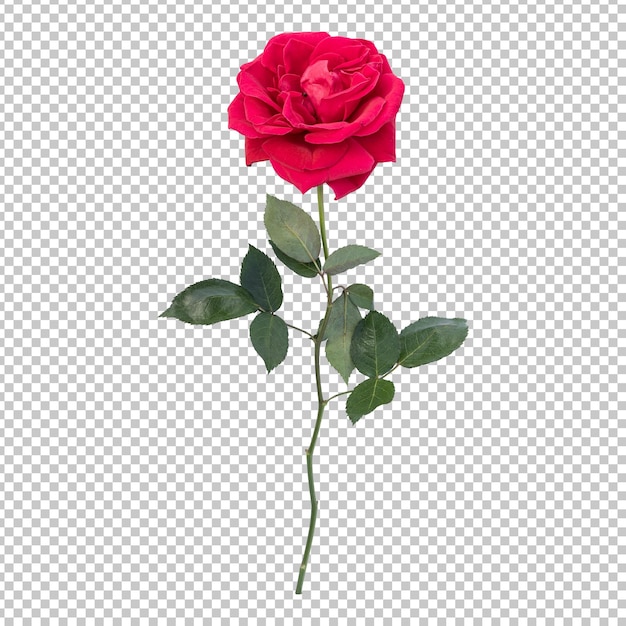 Rose flower stem isolated rendering