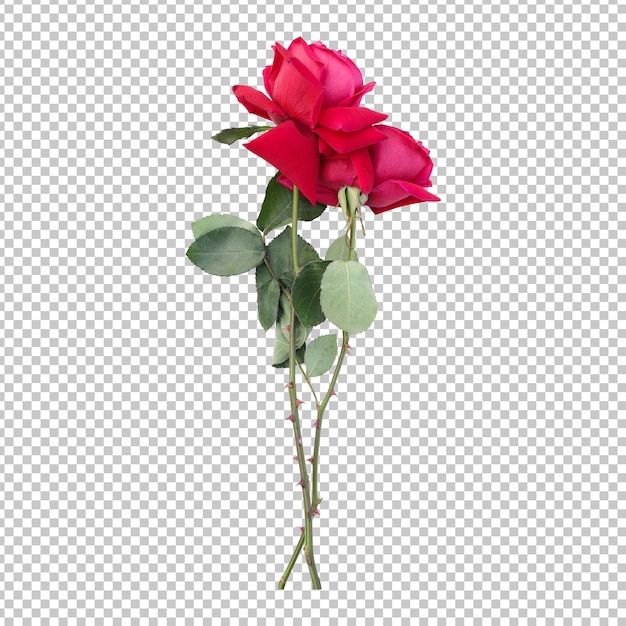 Rose flower stems isolated rendering