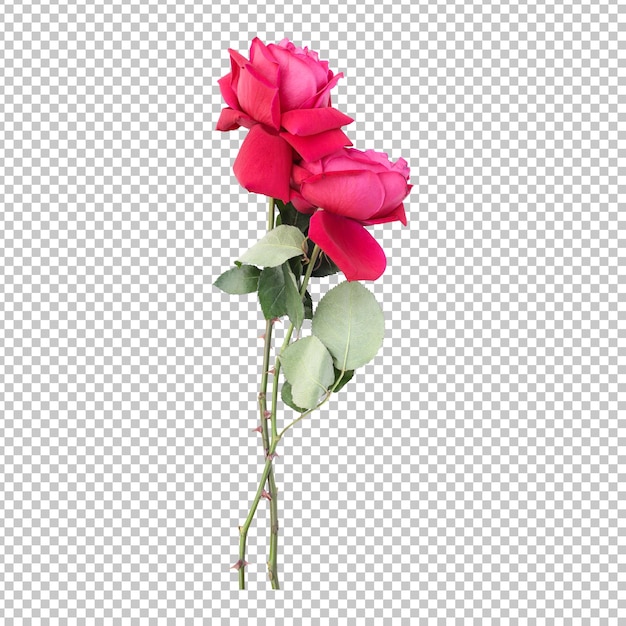 Rose flower stems isolated rendering