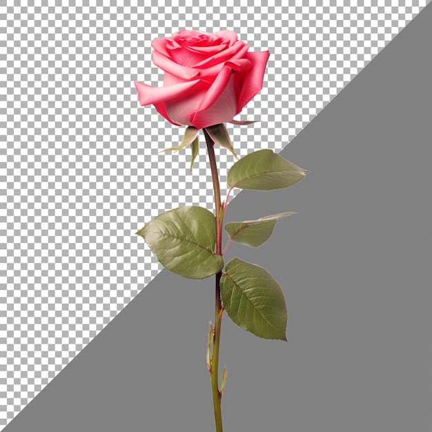 Rose flower on transparent background Ai generated