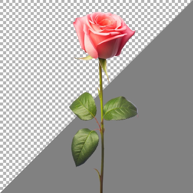 Rose flower on transparent background Ai generated