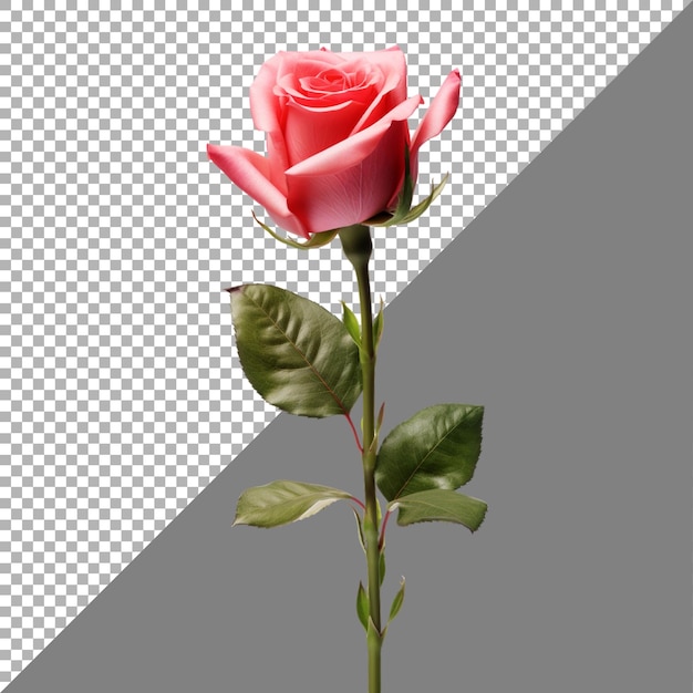 Rose flower on transparent background Ai generated