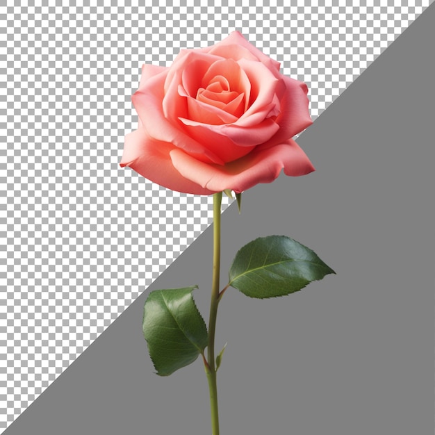 Rose flower on transparent background Ai generated