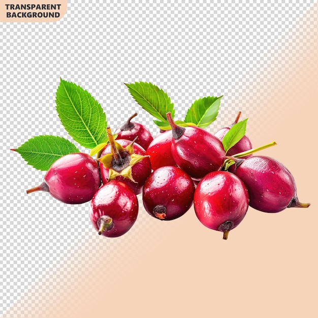 rose hip berry with leaf isolated on transparent background