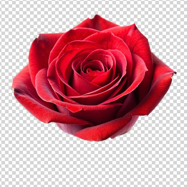 Rose Isolated on transparent background