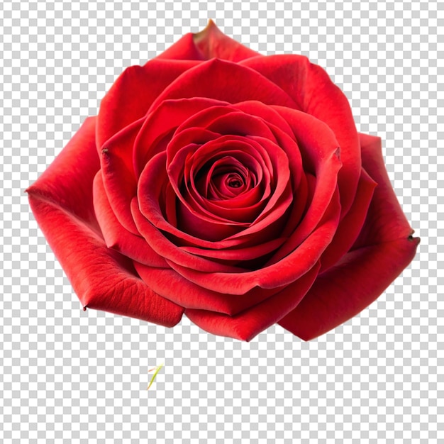 Rose Isolated on transparent background