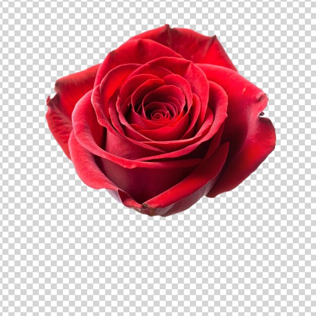 Rose Isolated on transparent background