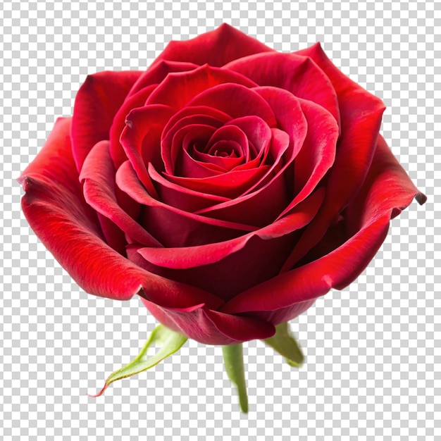 Rose Isolated on transparent background