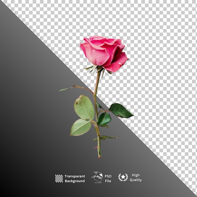 Rose isolated on transparent background