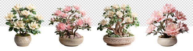 rose ornamental plant collection