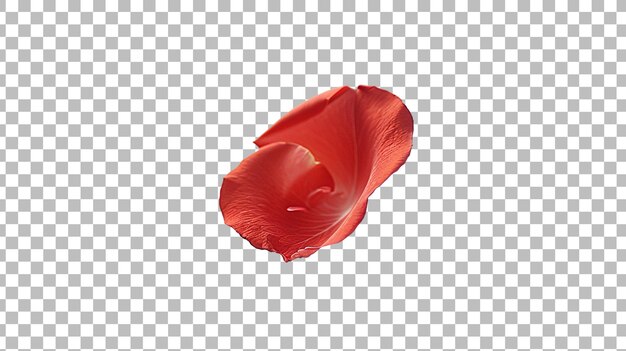 PSD rose petals isolated on transparent background