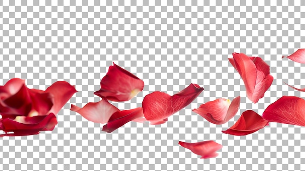 Rose petals isolated on transparent background