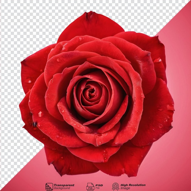 Rose of red color on transparent background surface isolated