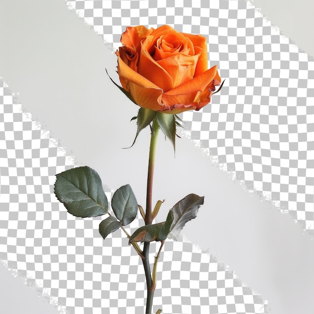 a rose that is on a white background