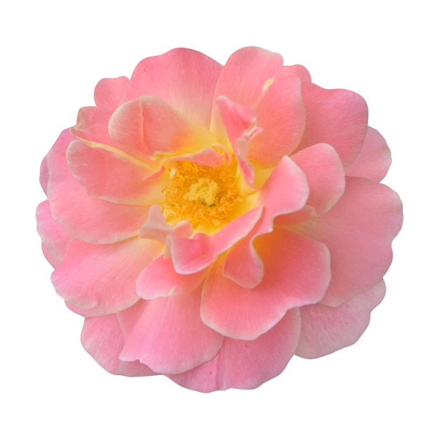 rose transparent background on psd file