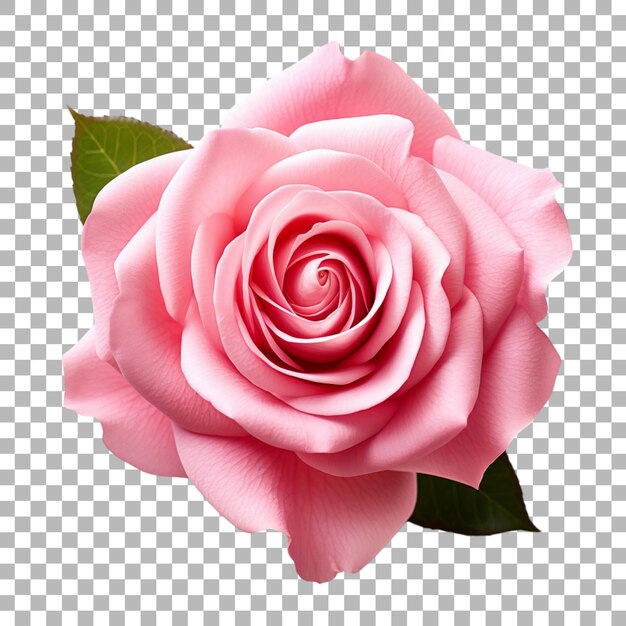 Rose on transparent background