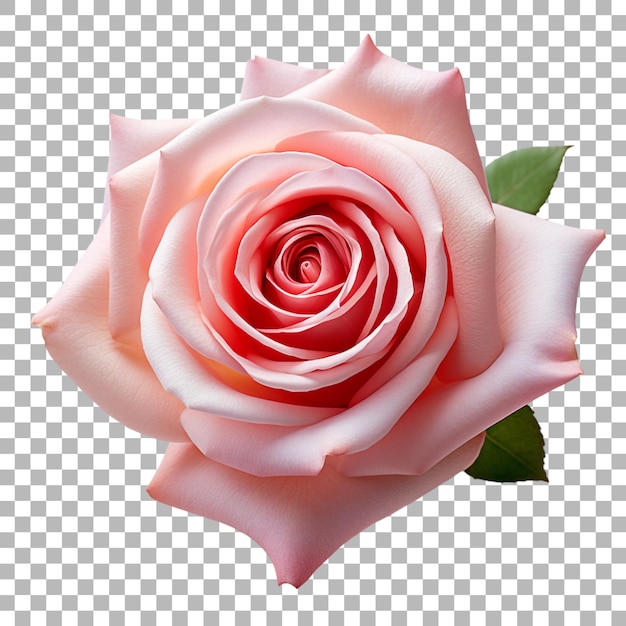 Rose on transparent background