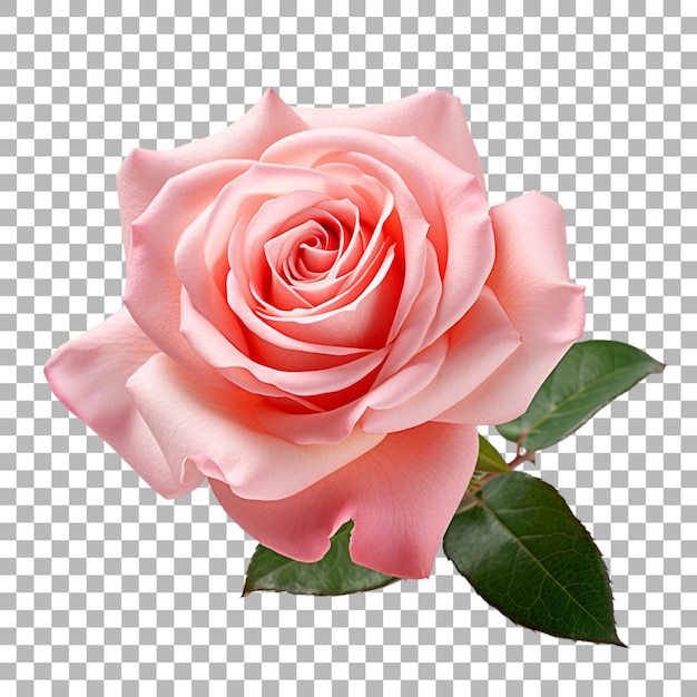 Rose on transparent background