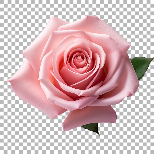 Rose on transparent background