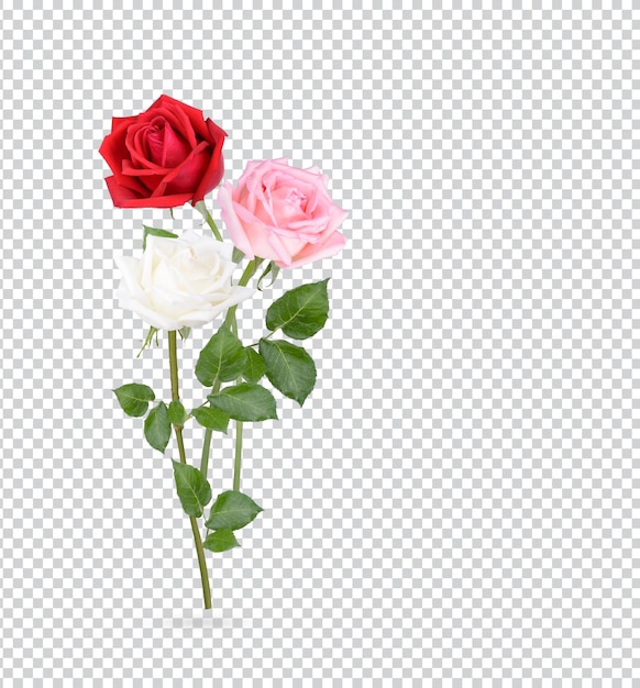 Rose with leaves isolated Premium PSD