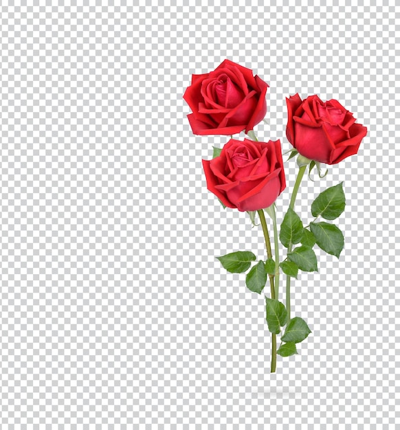 Rose with leaves isolated Premium PSD