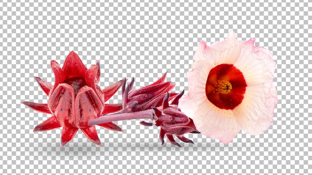 Roselle hibiscus flower on white