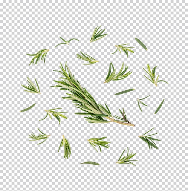 Rosemary isolated Premium PSD Top view