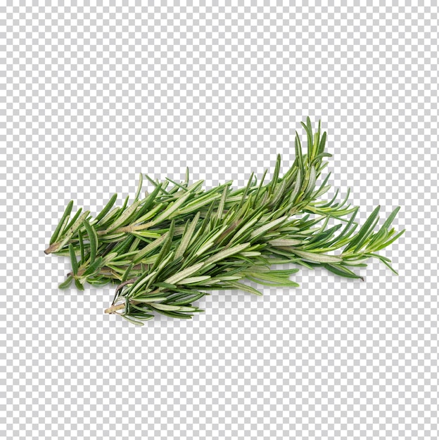 Rosemary isolated Premium PSD