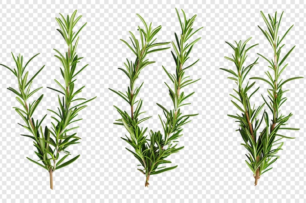 PSD rosemary isolated on transparent background