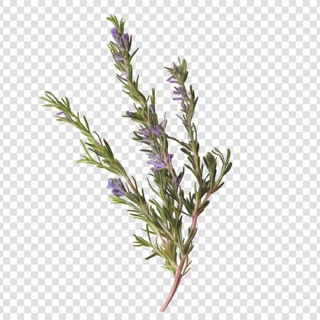 PSD rosemary isolated on white background