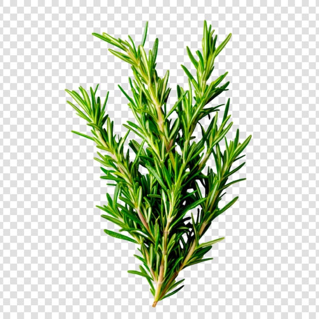 PSD rosemary isolated on white background