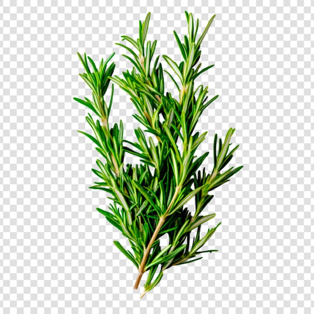 PSD rosemary isolated on white background