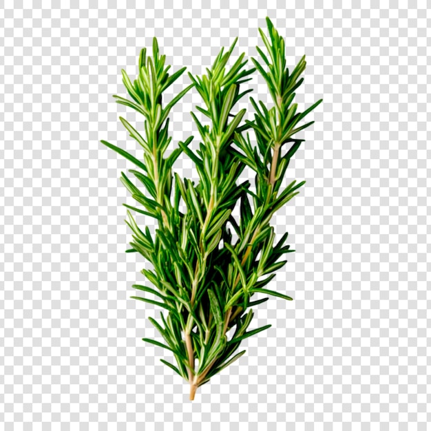 PSD rosemary isolated on white background