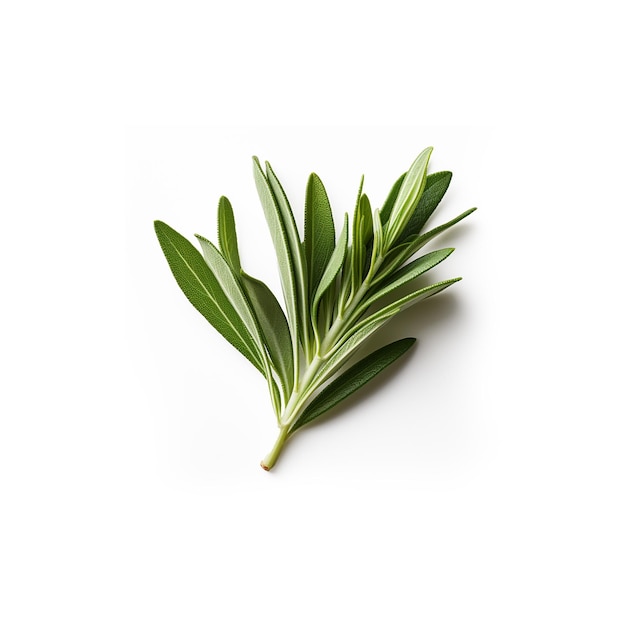 rosemary leaves on white background