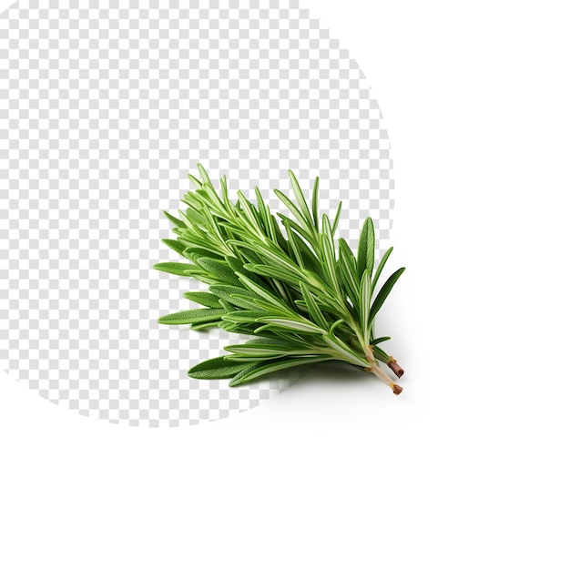 Rosemary leaves on white background