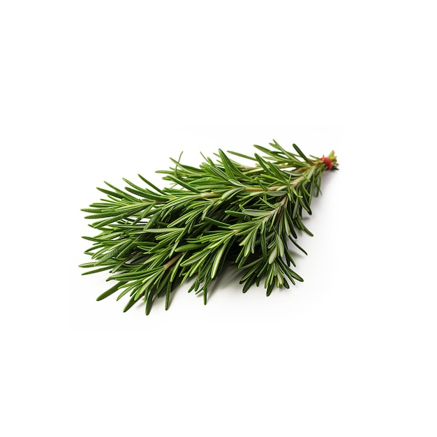 rosemary leaves on white background